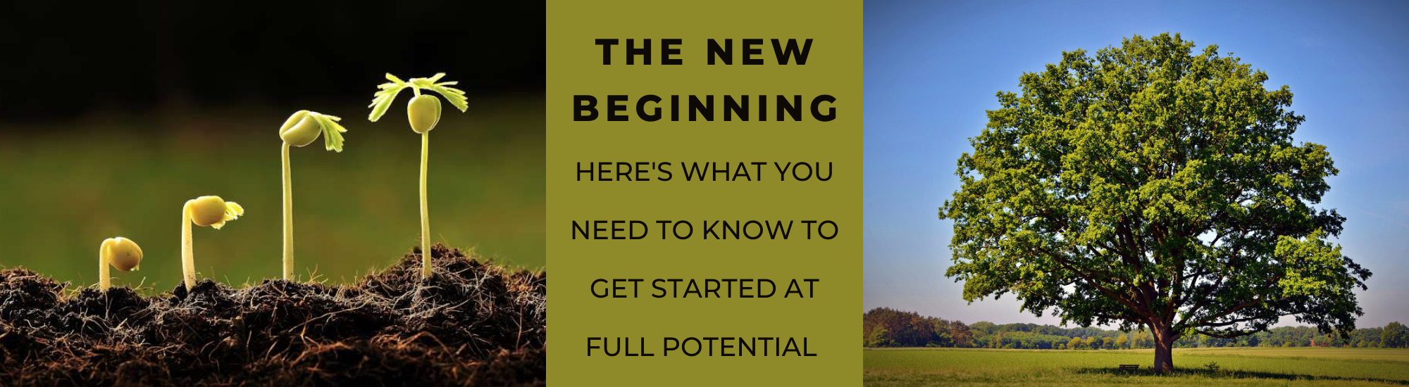 The New Beginning